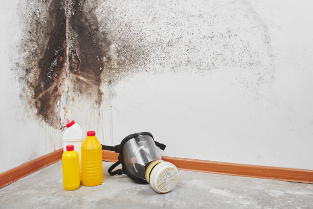 Best Attic Mold Removal  in Ucon, ID