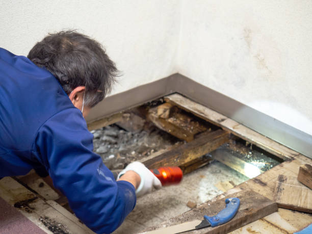 Best Local Mold Removal Service  in Ucon, ID