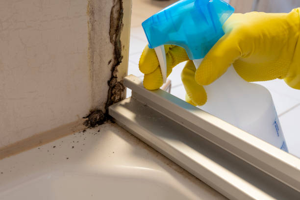 Best Black Mold Removal  in Ucon, ID