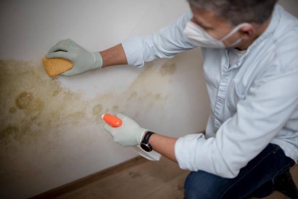 Mold Testing and Removal in Ucon, ID