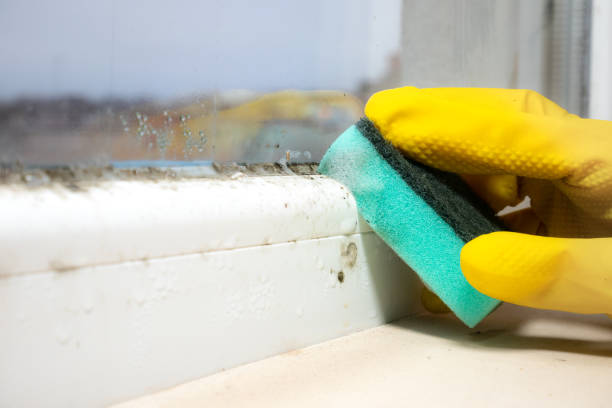 Mold Removal Process in Ucon, ID