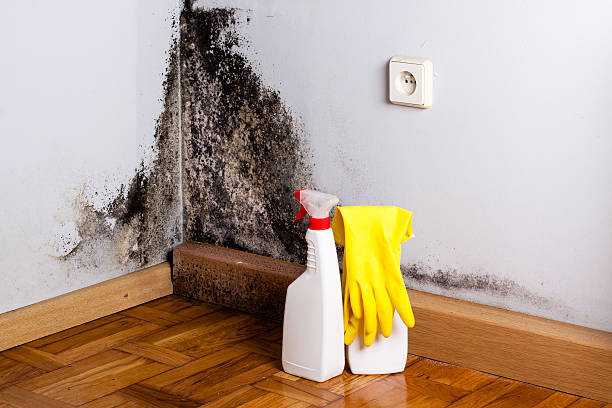 Best Crawl Space Mold Removal  in Ucon, ID