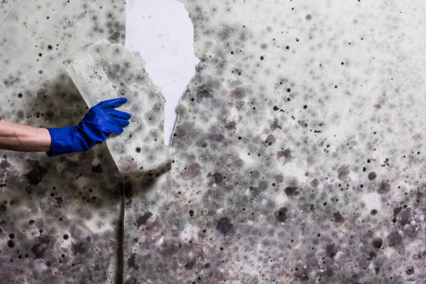 Best Residential Mold Removal  in Ucon, ID
