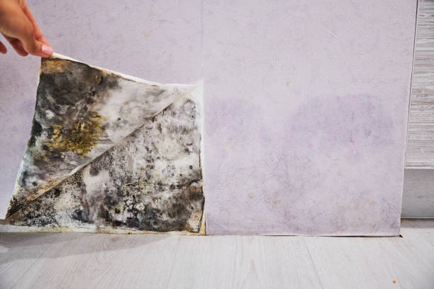 Best Mold Damage Repair  in Ucon, ID